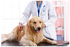寵物醫(yī)療APP開發(fā):寵物醫(yī)療APP開發(fā)有什么價(jià)值呢