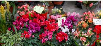 花卉種植app開發:學習科學的花卉種植方法